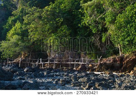 Mangrove In Thailand