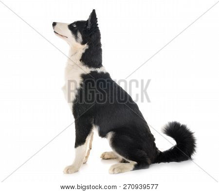 Young Yakutian Laika In Front Of White Background