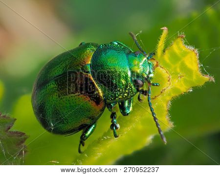 colorful bug on leaf (cryptocephalus sericeus)