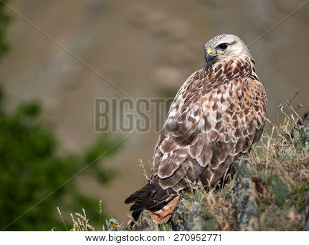 kite resting on rock (buteo rufinus)