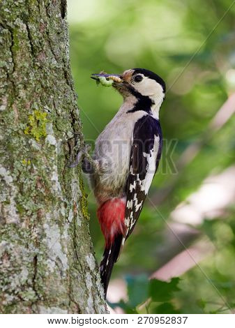 Middle Spotted Woodpecker (Dendrocopos medius) in natural habitat
