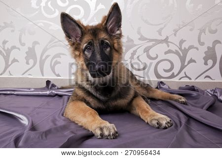 The Lovely German Shepherd Dog Lying In The Studio. Puppy.