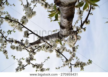 Below View Of A Branch Of A Florid Cherry Tree