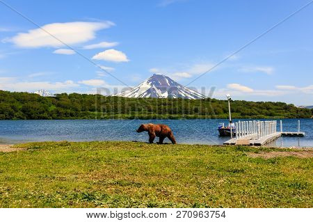 Brown Bear (ursus Arctos Beringianus) Walking Near Kurile Lake Against The Background Of The Volcano