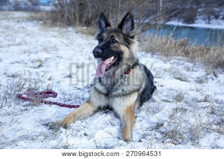 The Portrait Of The German Shepherd Dog Lying On The Snow. Winter Time. Snow Land.