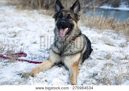 The Portrait Of The German Shepherd Dog Lying On The Snow. Winter Time. Snow Land.