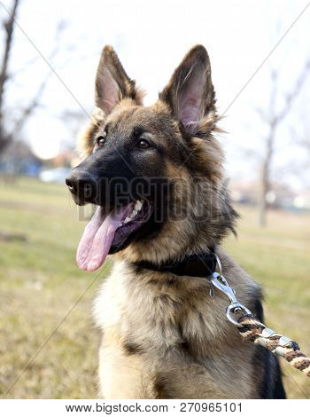The Portrait Of The German Shepherd. Outdoor. Watching.