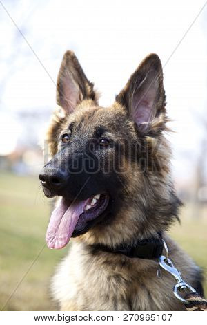 The Portrait Of The German Shepherd. Outdoor. Watching