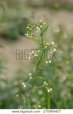 White Swallow-wort - Latin Name - Vincetoxicum Hirundinaria