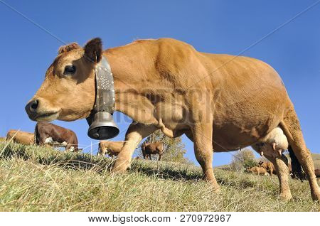 Dairy Tarine Wearing A Bell In Alpine Pasture Under Blue Sky