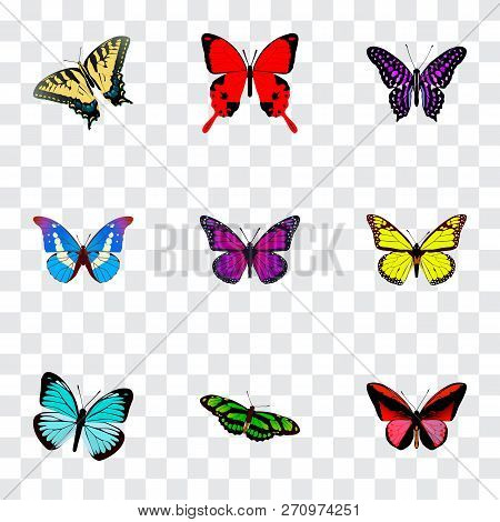 Set Of Butterfly Realistic Symbols With Tiger Swallowtail, Demophoon, Striped Purple Crow And Other 