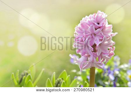 Close On Beautiful Pink Hyacinth In The Sunny Light In A Garden