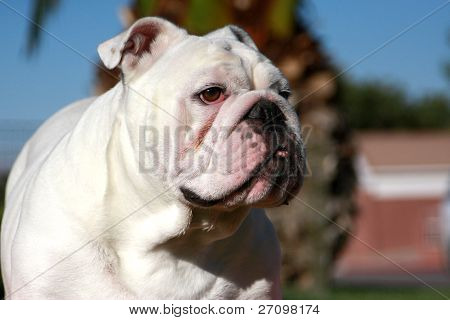 Bulldog kölykök játék-val egy bottal
