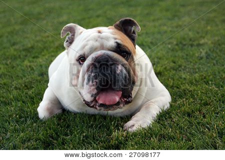 Bulldog kölykök játék-val egy bottal