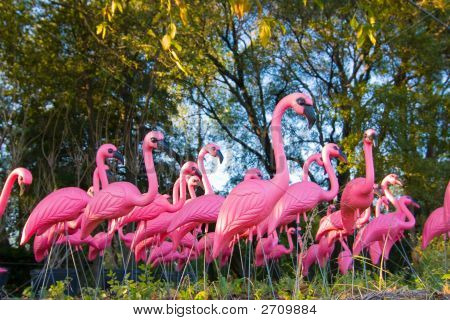 Troupeau de Flamingo faux dramatique dans la forêt