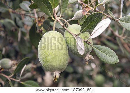 Feijoa Fresh Fruit On Tree Growing. Acca Sellowiana. Tropical Fruit