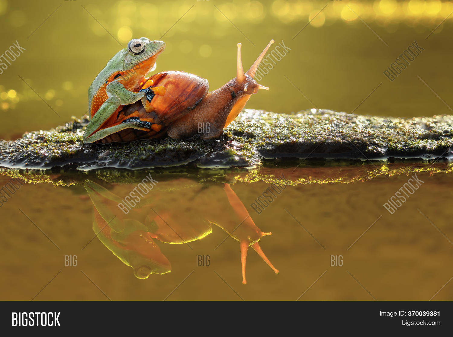 Flying Frog On Snail, Image & Photo (Free Trial) Bigstock