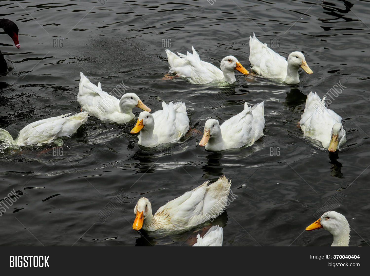 White Pekin Ducks Image & Photo (Free Trial) Bigstock