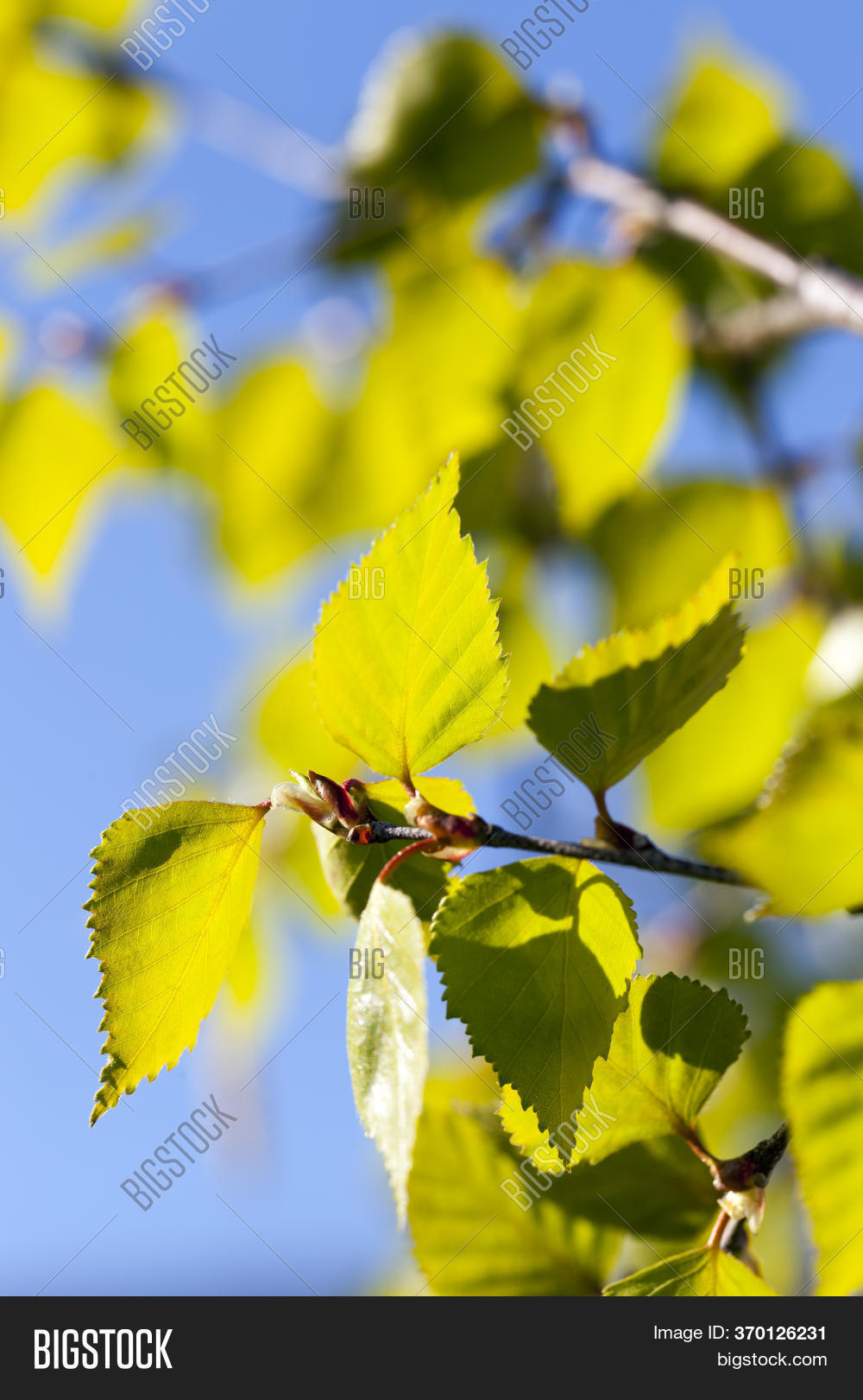 Beautiful Birch Tree Image & Photo (Free Trial) Bigstock