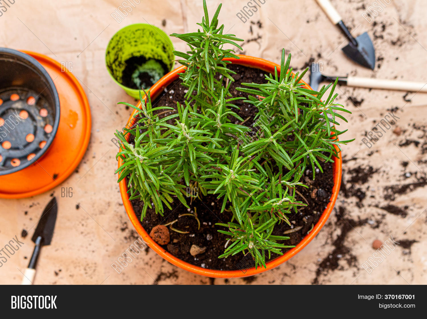Planting Rosemary Image & Photo (Free Trial) Bigstock