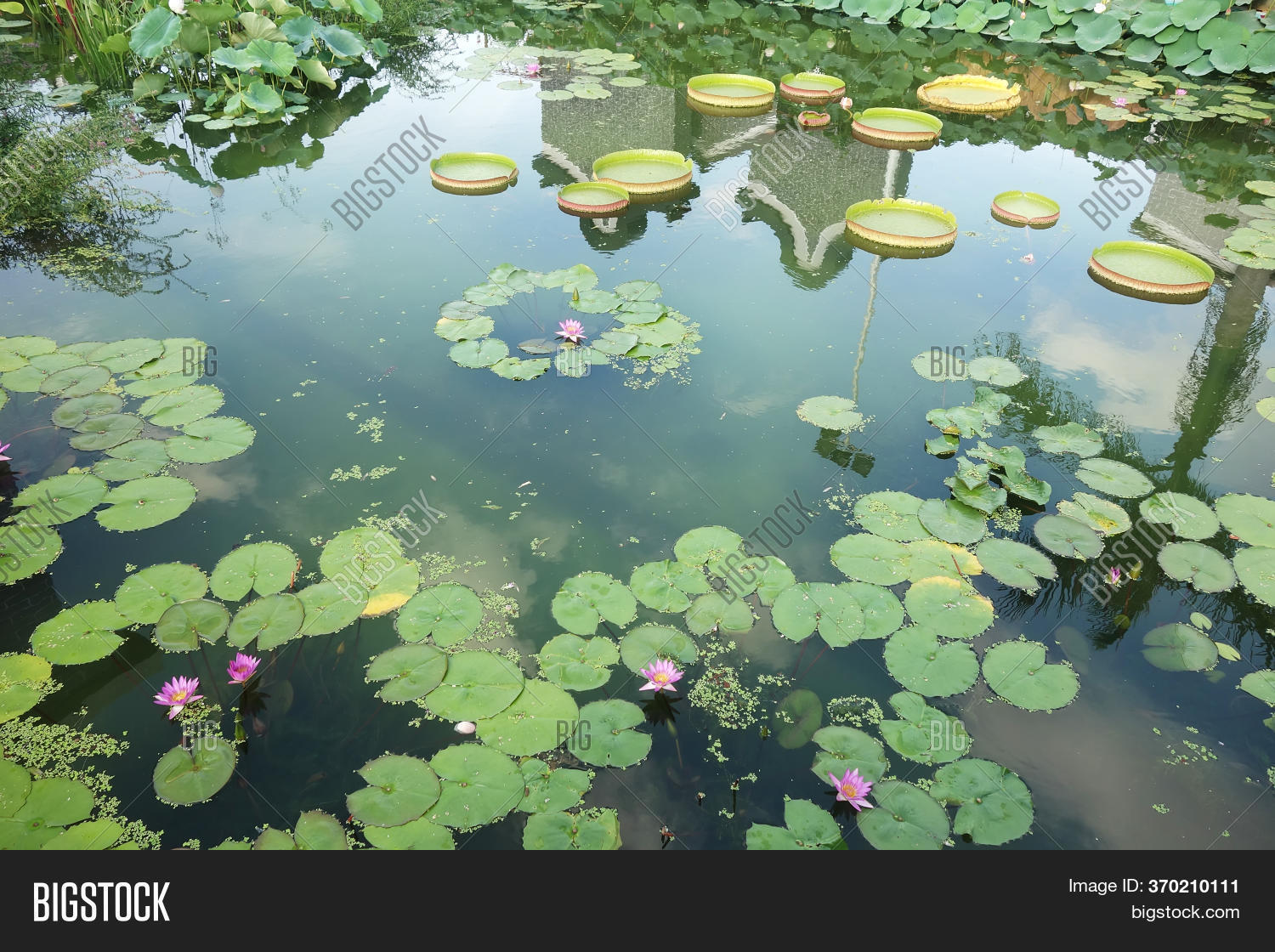 Huge Floating Lotus( Image & Photo (Free Trial) Bigstock