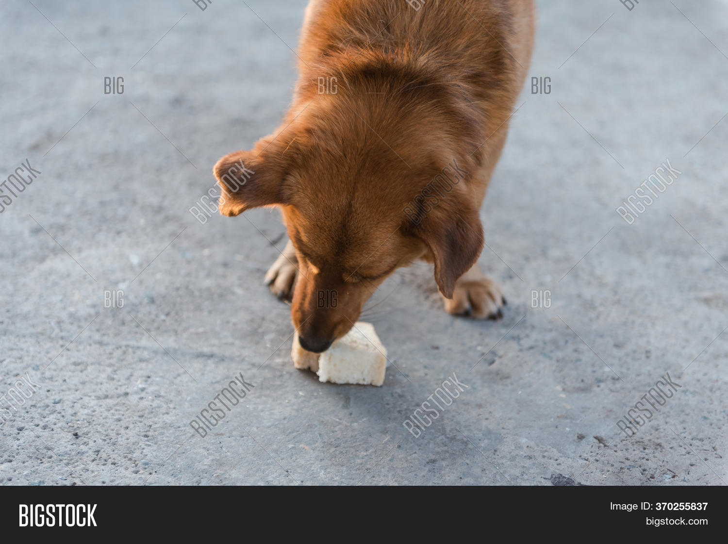 Dog Eating Bread. Image & Photo (Free Trial) Bigstock