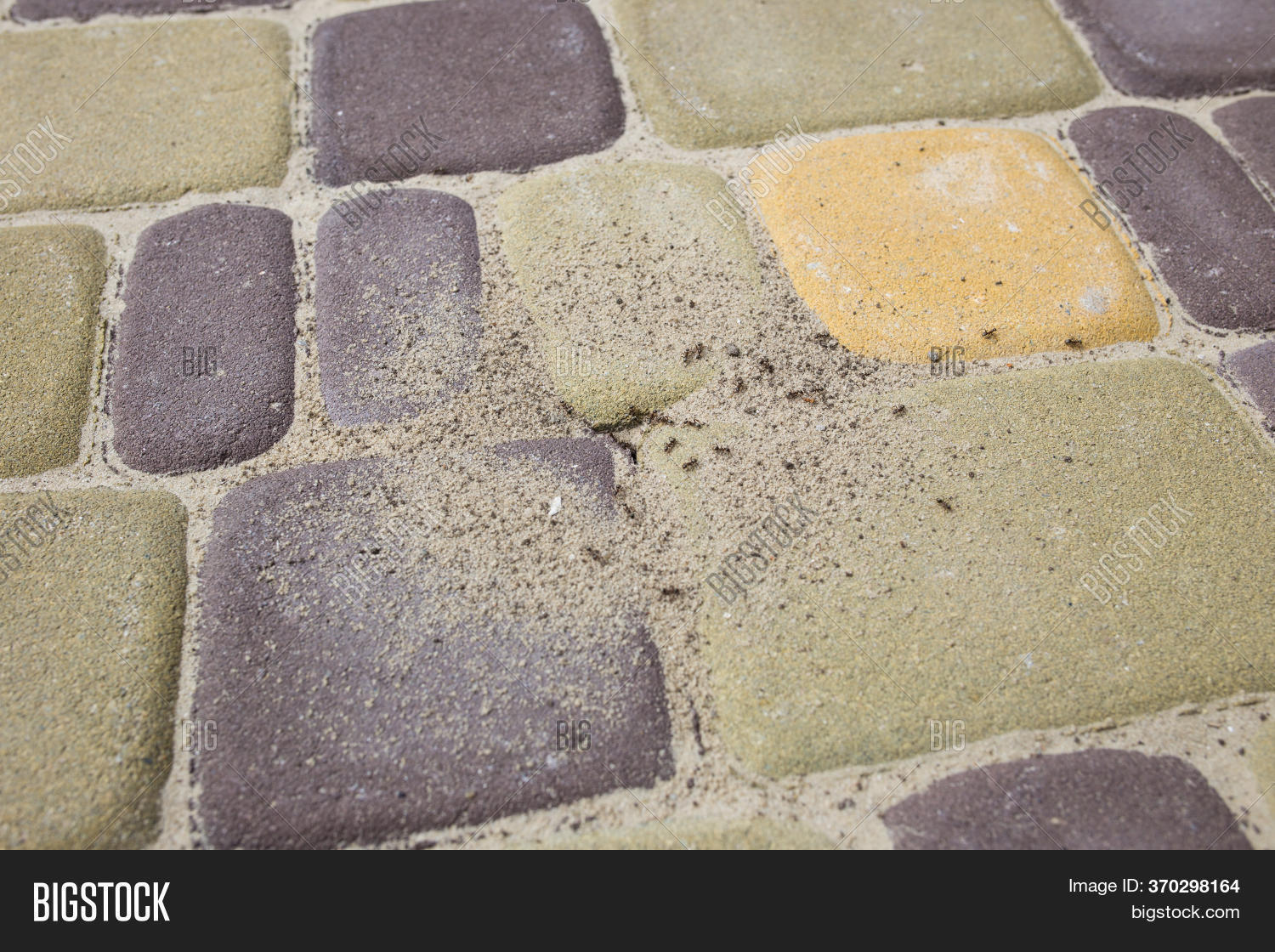 Pest Ants On Paving Image & Photo (Free Trial) Bigstock