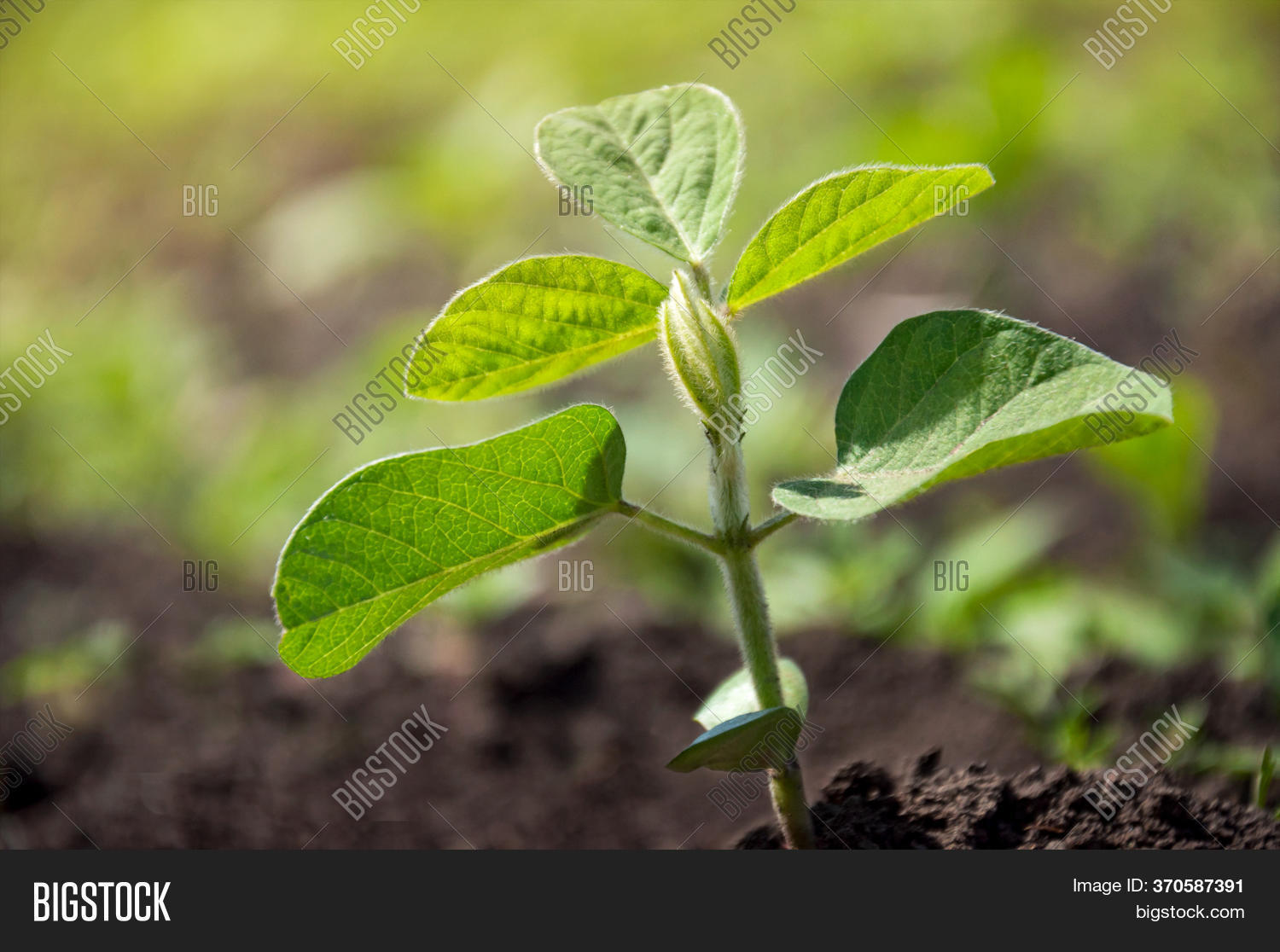 Sprout Soybean Plant Image & Photo (Free Trial) Bigstock