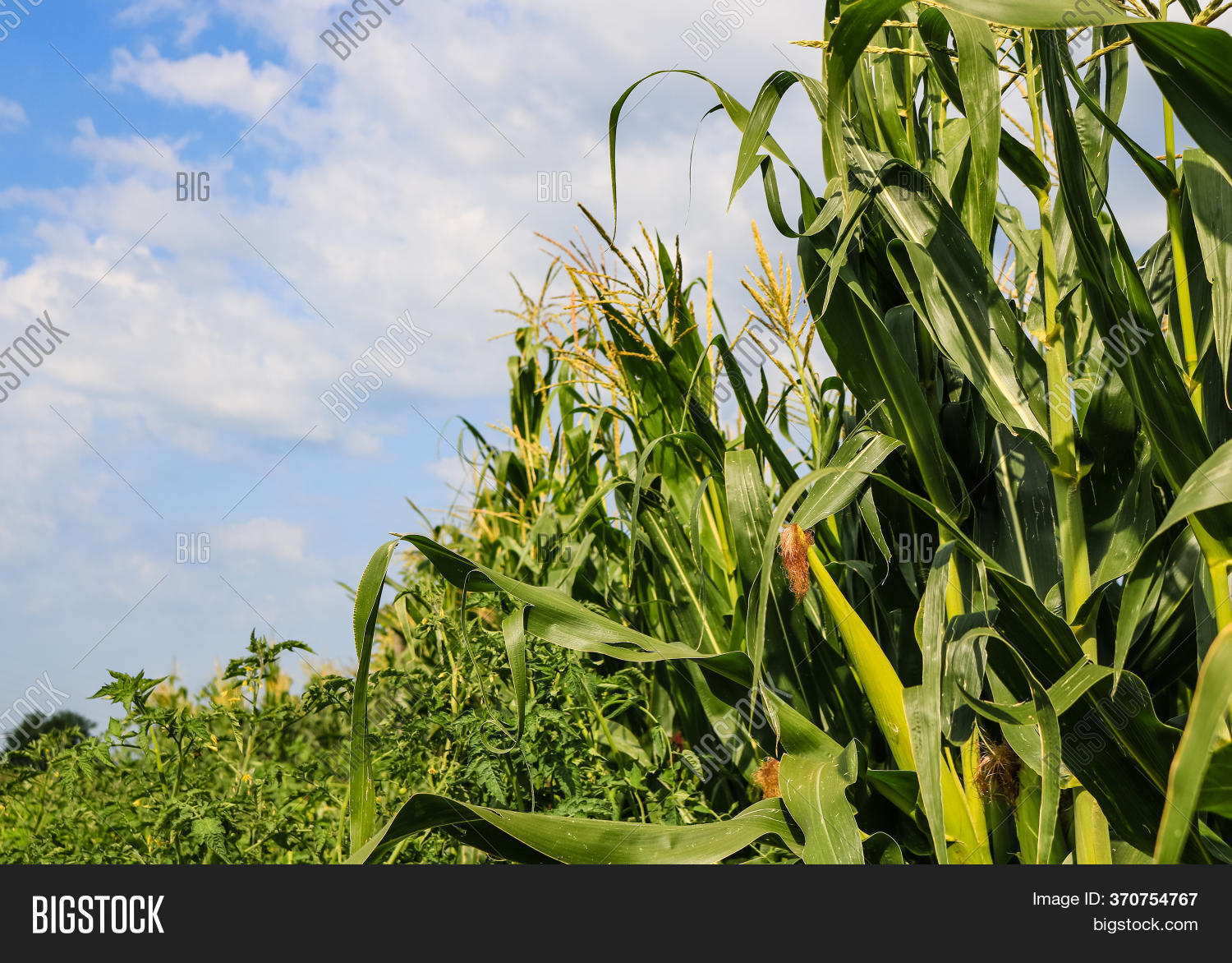 Unripe Green Corn Image & Photo (Free Trial) Bigstock