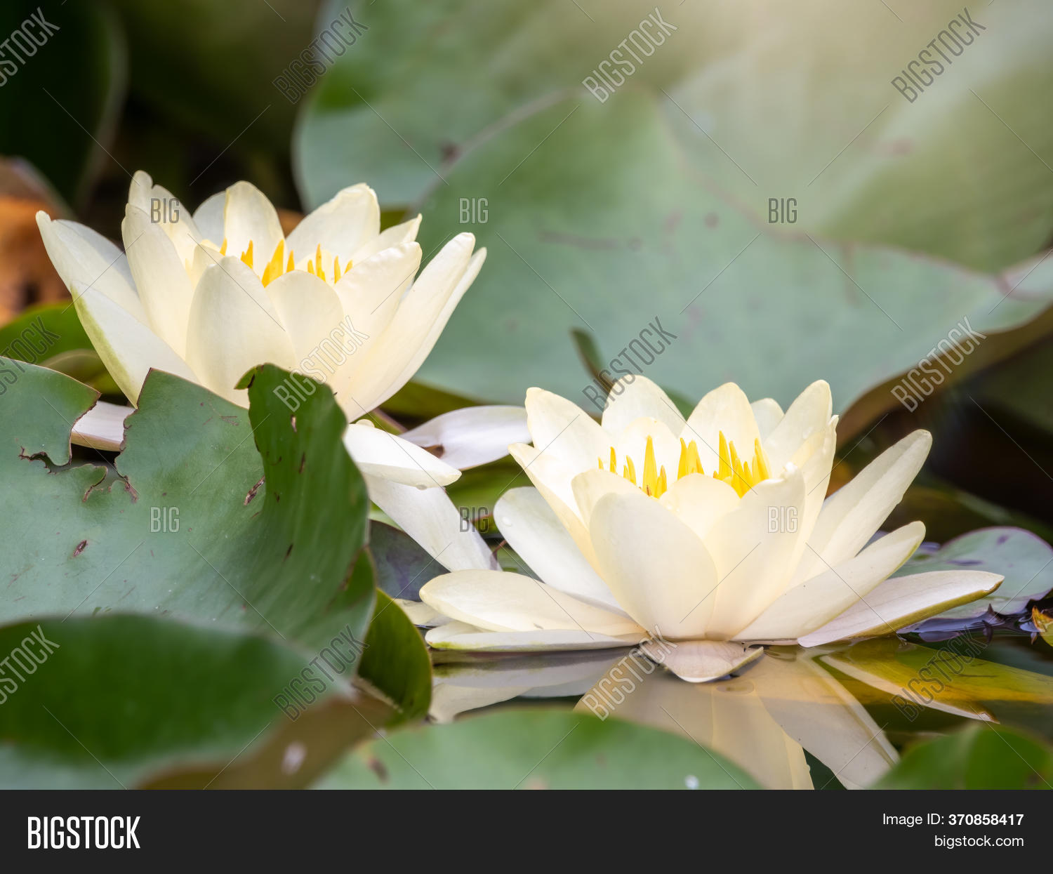 White Water Lily Image & Photo (Free Trial) Bigstock