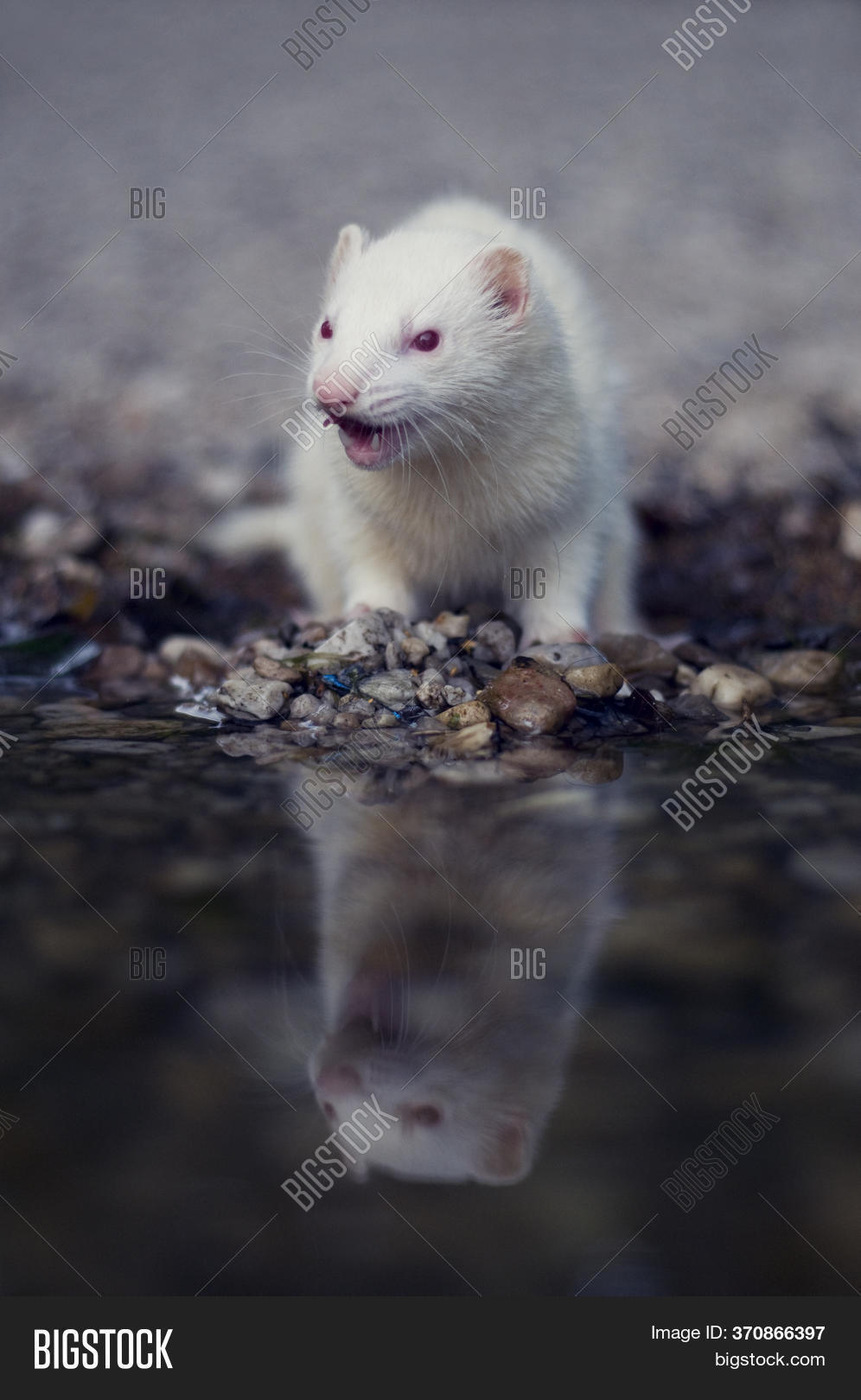 ferret water