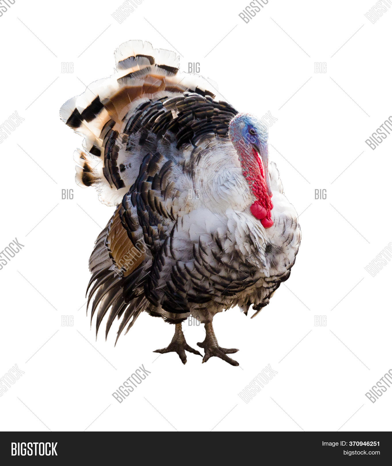 Imagen y foto Turkey (prueba gratis) Bigstock