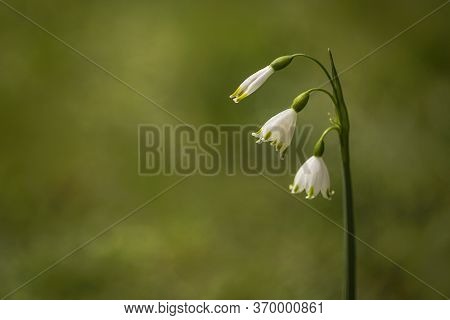 One Isolated White And Blooming Flower With A Bokeh Background