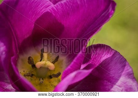One Isolated White And Blooming Flower With A Bokeh Background