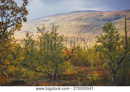 Sunny Fall Autumn View Of Abisko National Park, Kiruna Municipality, Lapland, Norrbotten County, Swe