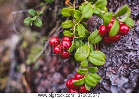 Process Of Collecting And Picking Berries In The Forest Of Northern Sweden, Lapland, Norrbotten, Nea