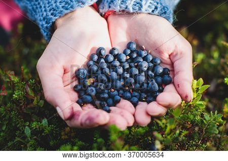 Process Of Collecting And Picking Berries In The Forest Of Northern Sweden, Lapland, Norrbotten, Nea