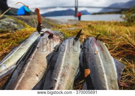 Pack Of Freshly Caught Cod Fish Lying On The Ground In Norway, Fishing In Norway Concept, Efjord, Ba