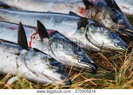 Pack Of Freshly Caught Cod Fish Lying On The Ground In Norway, Fishing In Norway Concept, Efjord, Ba