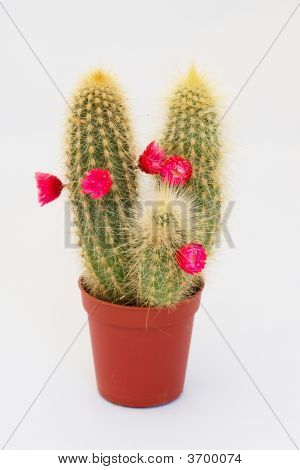 Кактус