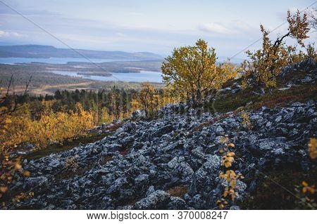 Swedish Autumn Fall Vibrant Landscape During Hiking To Kurravaara Mountain In Norrbotten County, Kir