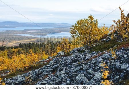 Swedish Autumn Fall Vibrant Landscape During Hiking To Kurravaara Mountain In Norrbotten County, Kir