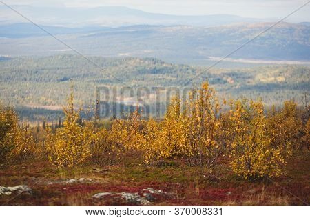 Swedish Autumn Fall Vibrant Landscape During Hiking To Kurravaara Mountain In Norrbotten County, Kir