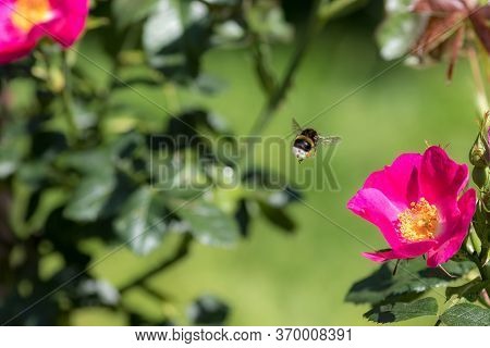 Bee Pollination. Bumblebee Insect Flying To A Garden Rose Flower In Spring Or Summer. Bee Hovering M
