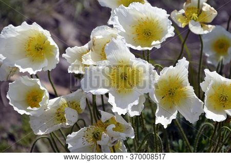 Arctomecon Merriamii Flower Of White Poppy Growing On The Rocky Shore Of The Sea Of ​​japan. Symbol 
