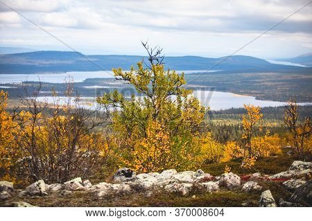 Swedish Autumn Fall Vibrant Landscape During Hiking To Kurravaara Mountain In Norrbotten County, Kir