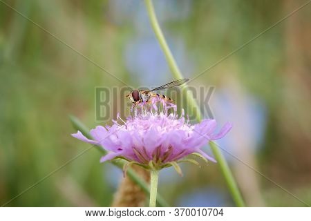 Hover Fly Or Flower Fly With Big Red Eyes And Yellow Stripes On The Body, Feeding In Wild Flower