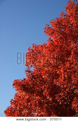 Albero rosso