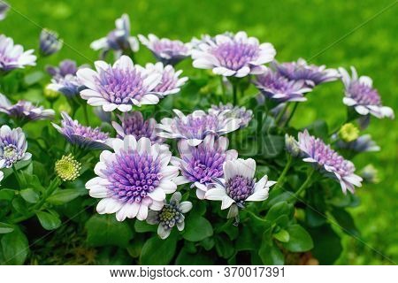 Osteospermum Flowers  ( African Daisy) In The Pot, Summer Teracce Or Window Decoration.