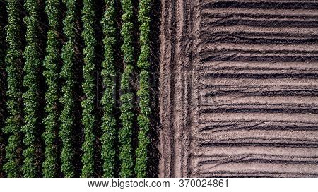 Aerial View Rows Of Soil Before Planting. Baby Cassava Or Manioc Plant Farm Pattern In A Plowed Fiel